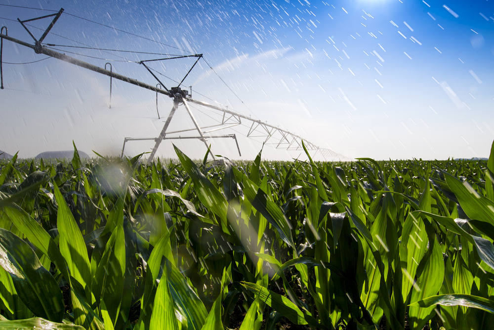 Corn field